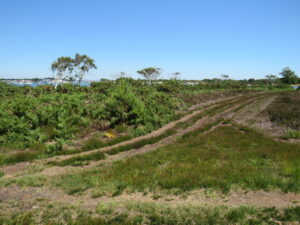 SZ0285 : Track on Studland Heath, near Poole