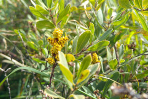 SZ0385 : Myrica gale (bog myrtle) at Studland Heath, Isle of Purbeck