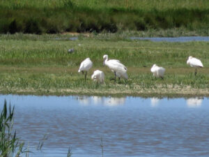 TG0544 : Spoonbills at NWT Cley Marshes