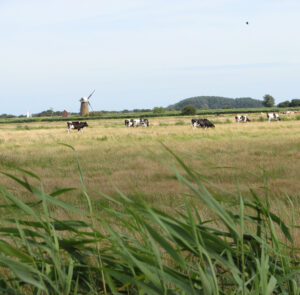 TG4419 : Cattle on Heigham Holmes