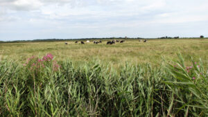 TG4419 : Dairy cows grazing on Heigham Holmes