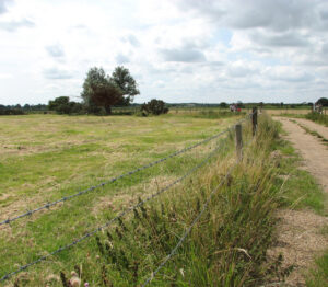 TG4420 : Cattle pasture on Heigham Holmes