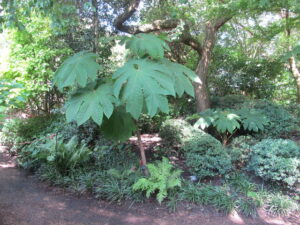 TQ2782 : The Holme, Chinese rice paper tree