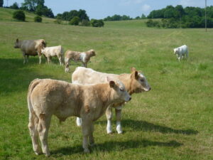 TQ9948 : Calves at Dean Court
