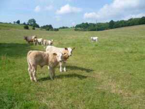 TQ9948 : Calves near Dean Court
