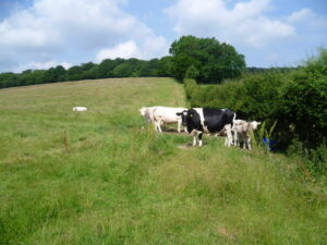 TQ9948 : Cattle at Dean Court